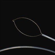 Fortes corporais de tipo neto